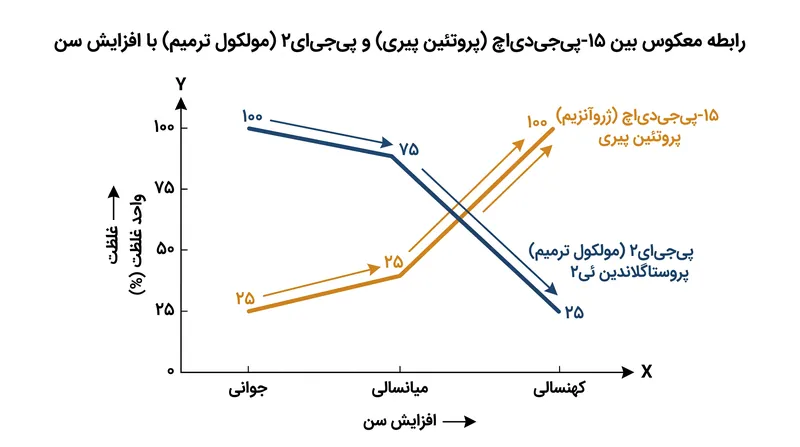 با افزایش پروتئین پیری ۱۵-پیجیدیاچ، مولکول ترمیم حیاتی پیجیای۲ به شدت کاهش مییابد و بازسازی بافت را متوقف میکند.