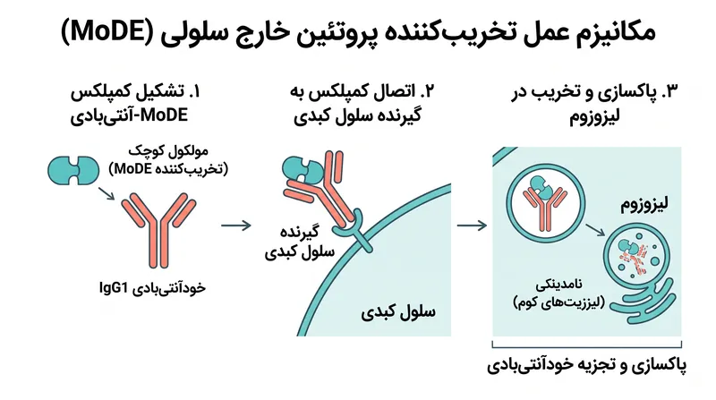 برخلاف داروهای سنتی که پروتئینها را مسدود میکنند، تخریبکنندههای خارج سلولی، آنتیبادیهای بیماریزا را برای تخریب کامل به کبد هدایت میکنند.