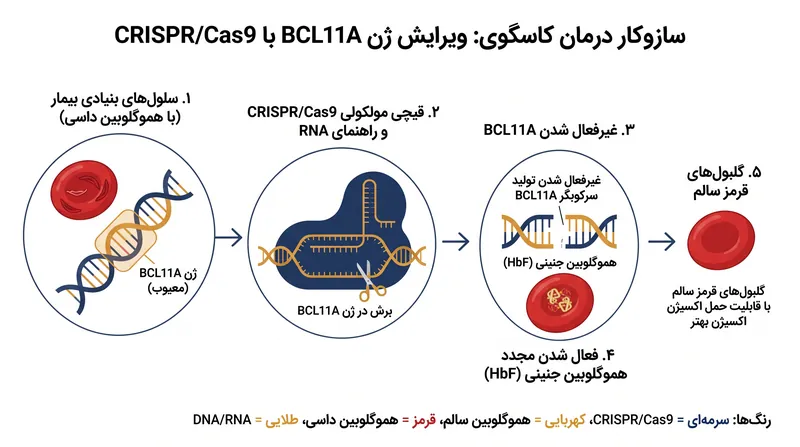 کاسگوی با غیرفعال کردن ژن BCL11A عمل میکند و بدن را وادار میسازد تا تولید هموگلوبین جنینی را از سر بگیرد.