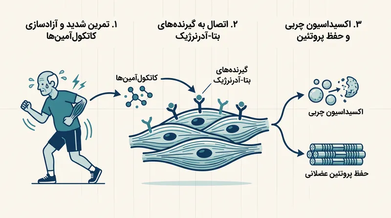 سازوکار زیستی اثر دوگانه تمرین تناوبی شدید (HIIT) بر چربیسوزی و حفظ بافت عضلانی.