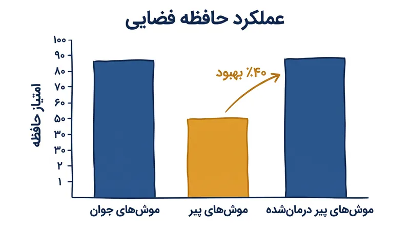 موشهای مسن درمانشده ۴۰ درصد بهبود در حافظه فضایی نشان دادند و عملکردی مشابه موشهای جوان از خود بروز دادند.