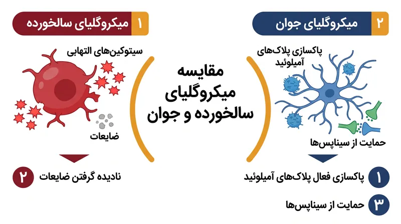 میکروگلیا با افزایش سن، از پاکسازی مغز باز میمانند و به جای آن التهاب سمی ایجاد میکنند.