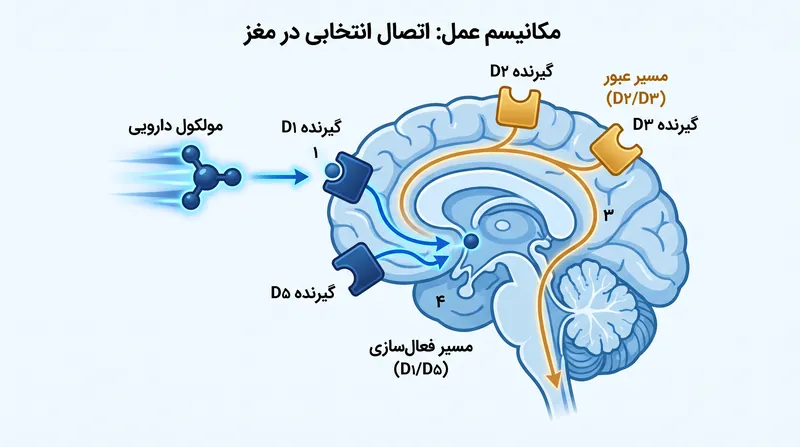 تاواپادون با هدف قرار دادن انتخابی گیرنده‌های D۱ و D۵، از فعال‌سازی مسیرهایی که عوارض جانبی رفتاری شدید ایجاد می‌کنند، جلوگیری می‌کند.