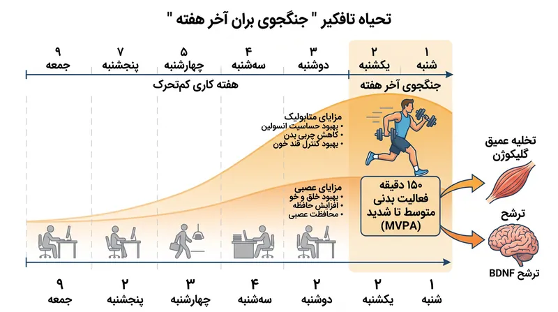 مزایای فیزیولوژیک یک دوز سنگین ورزش آخر هفته، از جمله حساسیت به انسولین و انعطافپذیری عصبی، برای روزها باقی میمانند.