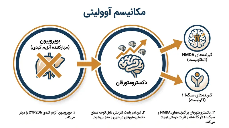 نحوه عملکرد آوولیتی: بوپروپیون از تجزیه سریع دکسترومتورفان جلوگیری می‌کند و به آن اجازه می‌دهد تا به سطوح درمانی در مغز برسد.