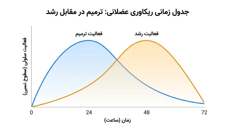 گذار از ترمیم به رشد معمولاً بین ۲۴ تا ۷۲ ساعت پس از ورزش رخ می‌دهد.