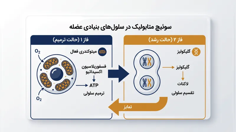 سلول‌های بنیادی برای ترمیم به فسفوریلاسیون اکسیداتیو متکی هستند و تنها زمانی که زمان رشد فرا می‌رسد، به گلیکولیز روی می‌آورند.