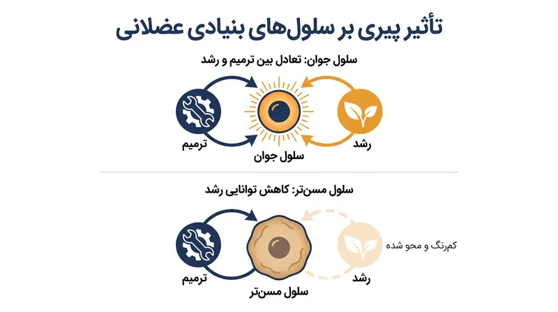 کاهش میتوکندریایی مرتبط با سن می‌تواند باعث شود سلول‌های بنیادی در حالت ترمیم گیر کنند و مانع رشد عضلانی شوند.