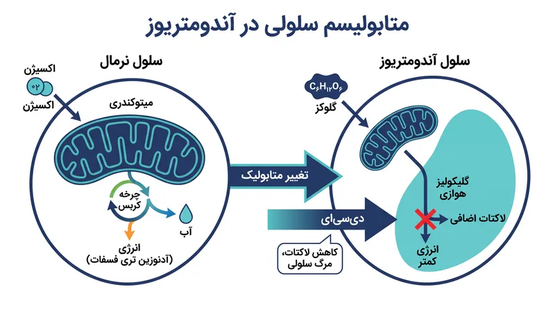 دی‌سی‌ای با معکوس کردن سوئیچ متابولیک شبه سرطانی که به ضایعات آندومتریوز اجازه رشد می‌دهد، عمل می‌کند.