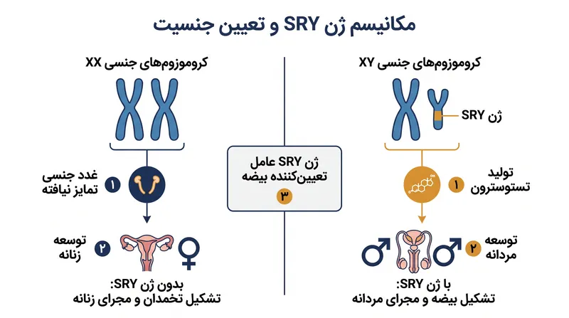 ژن SRY به عنوان یک سوئیچ بیولوژیکی در دوران جنینی عمل می‌کند و شروع کننده رشد بیضه‌ها و بلوغ مردانه متعاقب آن است.