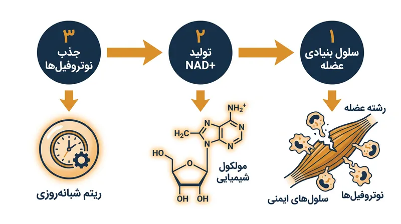 مکانیسم شبانه‌روزی: چگونه سلول‌های بنیادی از NAD+ برای سیگنال‌دهی به سیستم ایمنی استفاده می‌کنند.