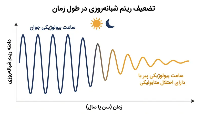 با افزایش سن، دامنه ریتم‌های شبانه‌روزی سلولی صاف و کم‌دامنه می‌شود و توانایی سلول‌های بنیادی برای ایجاد پاسخ سریع ایمنی را مختل می‌کند.