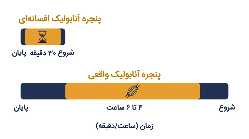 دوره پس از تمرین برای جذب بهینه پروتئین به طور قابل توجهی گسترده‌تر از آن چیزی است که قبلاً تصور می‌شد.