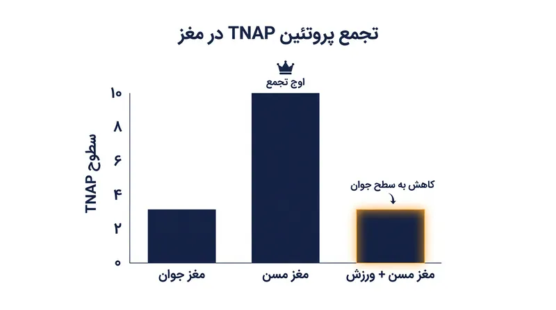 ورزش به طور مؤثر تجمع پروتئینهای مضر TNAP مرتبط با افزایش سن را در رگهای خونی مغز معکوس میکند.
