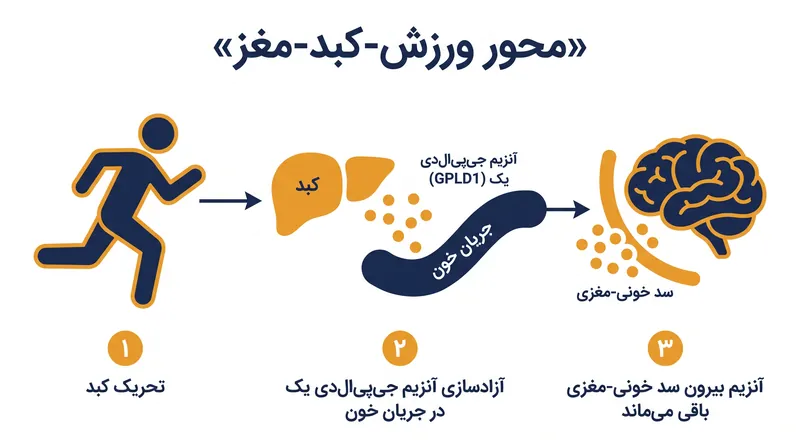 مسیر تازه کشفشده نشان میدهد که چگونه فعالیت بدنی سیگنالهای ترمیمی سیستمیک را به مغز میفرستد.