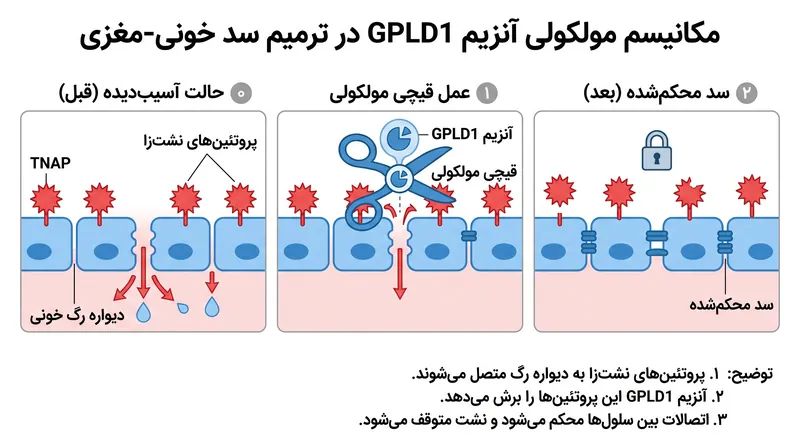 آنزیم GPLD1 مانند یک قیچی مولکولی عمل میکند و پروتئینهایی را که باعث نشت سد خونی-مغزی میشوند، هرس میکند.