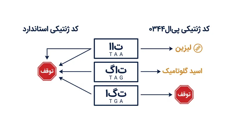 چگونه آغازیان برکه پیال۰۳۴۴ دو مورد از سه سیگنال توقف ژنتیکی جهانی را برای ساخت پروتئینها به جای توقف، بازتعریف میکند.