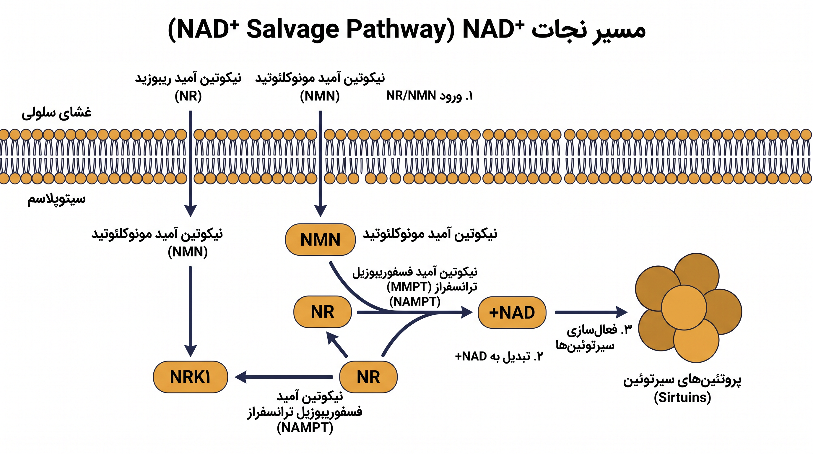 نحوه عبور پیش‌سازها از موانع سلولی برای بازیابی ذخایر +NAD.