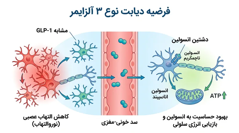 محققان معتقدند داروهای GLP-1 از سد خونی-مغزی عبور کرده و برای کاهش التهاب عصبی و بازیابی انرژی سلولی در نورونها عمل میکنند.