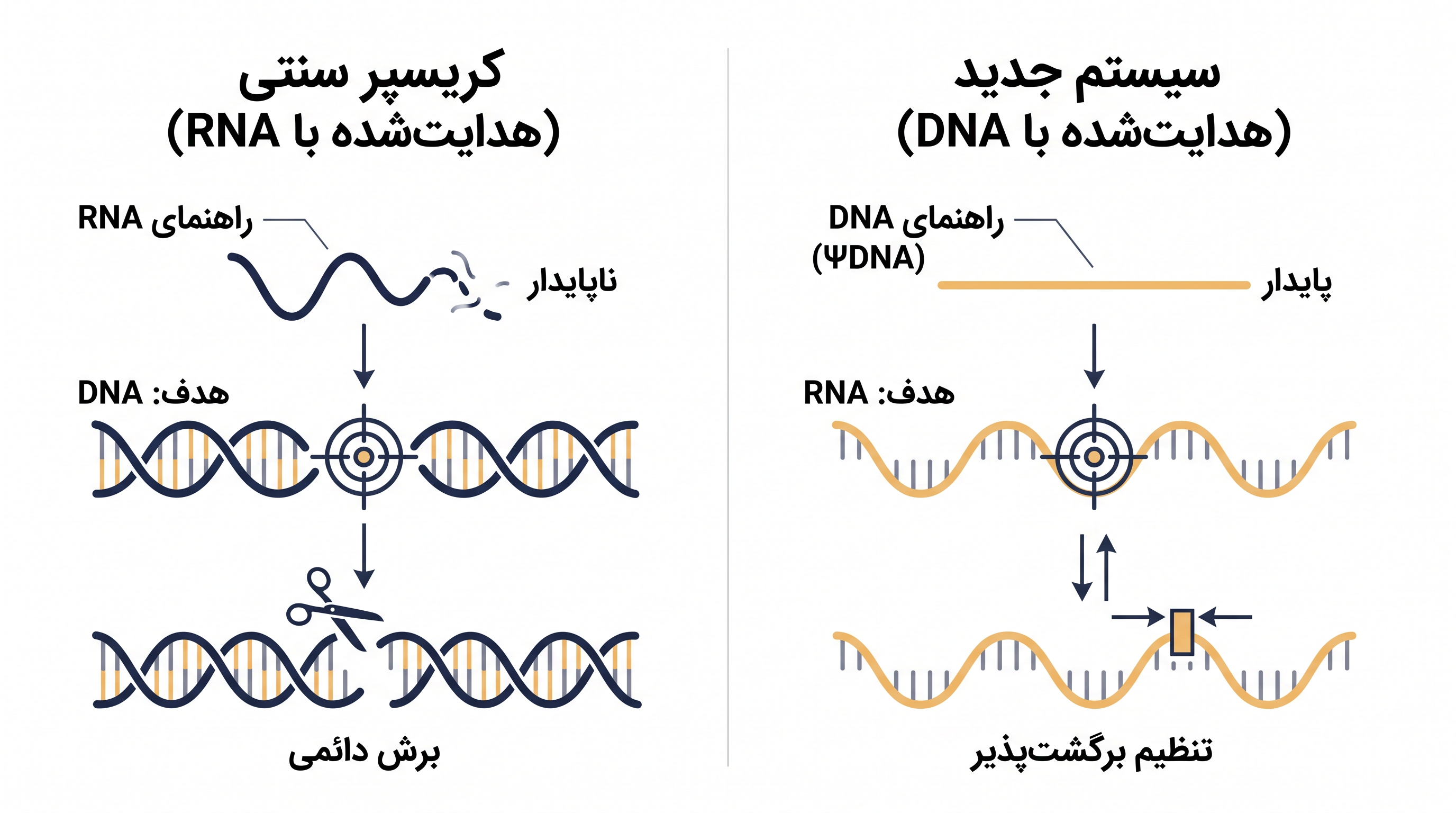 برخلاف کریسپر سنتی که برشهای دائمی در DNA ایجاد میکند، سیستم جدید از یک راهنمای DNA پایدار برای تنظیم برگشتپذیر RNA استفاده میکند.
