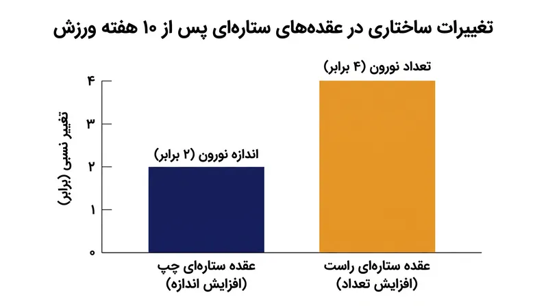 ورزش باعث ایجاد تغییرات بسیار نامتقارن در خوشههای عصبی خودمختار چپ و راست میشود.