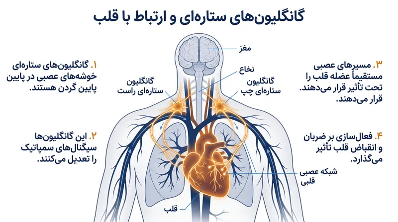 گانگلیونهای ستارهای به عنوان «کلید دیمر» قلب عمل میکنند و ضربان و پاسخهای استرس را تنظیم مینمایند.