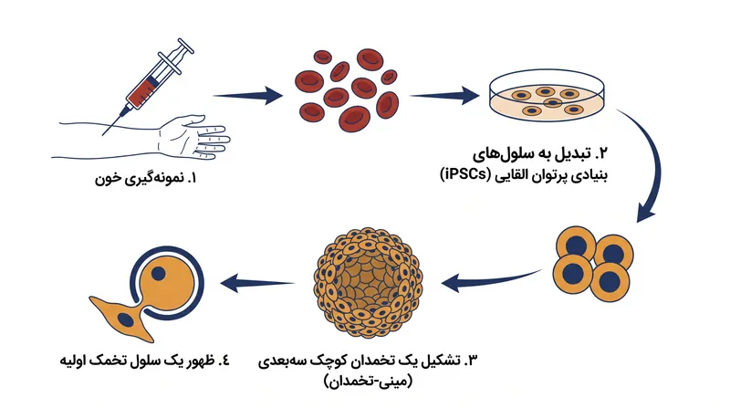 فرآیند چندمرحلهای برنامهریزی مجدد سلولهای خونی بالغ به سلولهای تخمک اولیه قابل حیات.