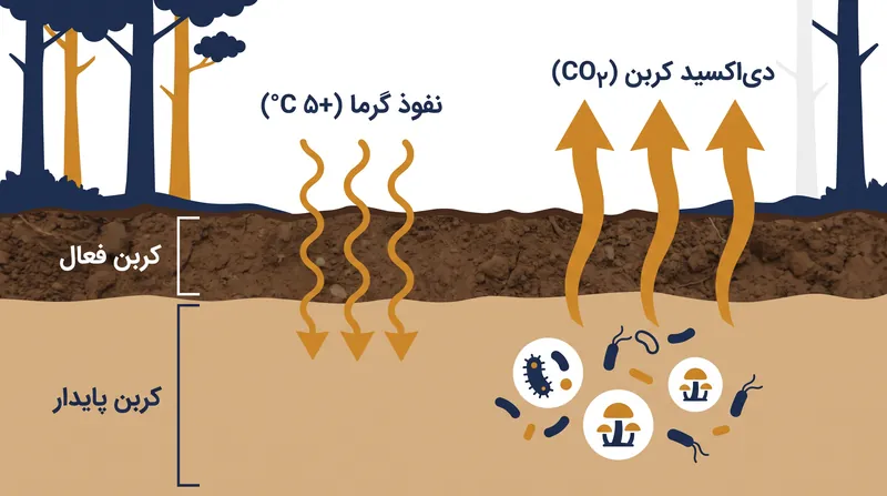 چگونه گرمایش پایدار رفتار میکروبی را تغییر میدهد تا ذخایر کربن عمیق و پایدار را آزاد کند.