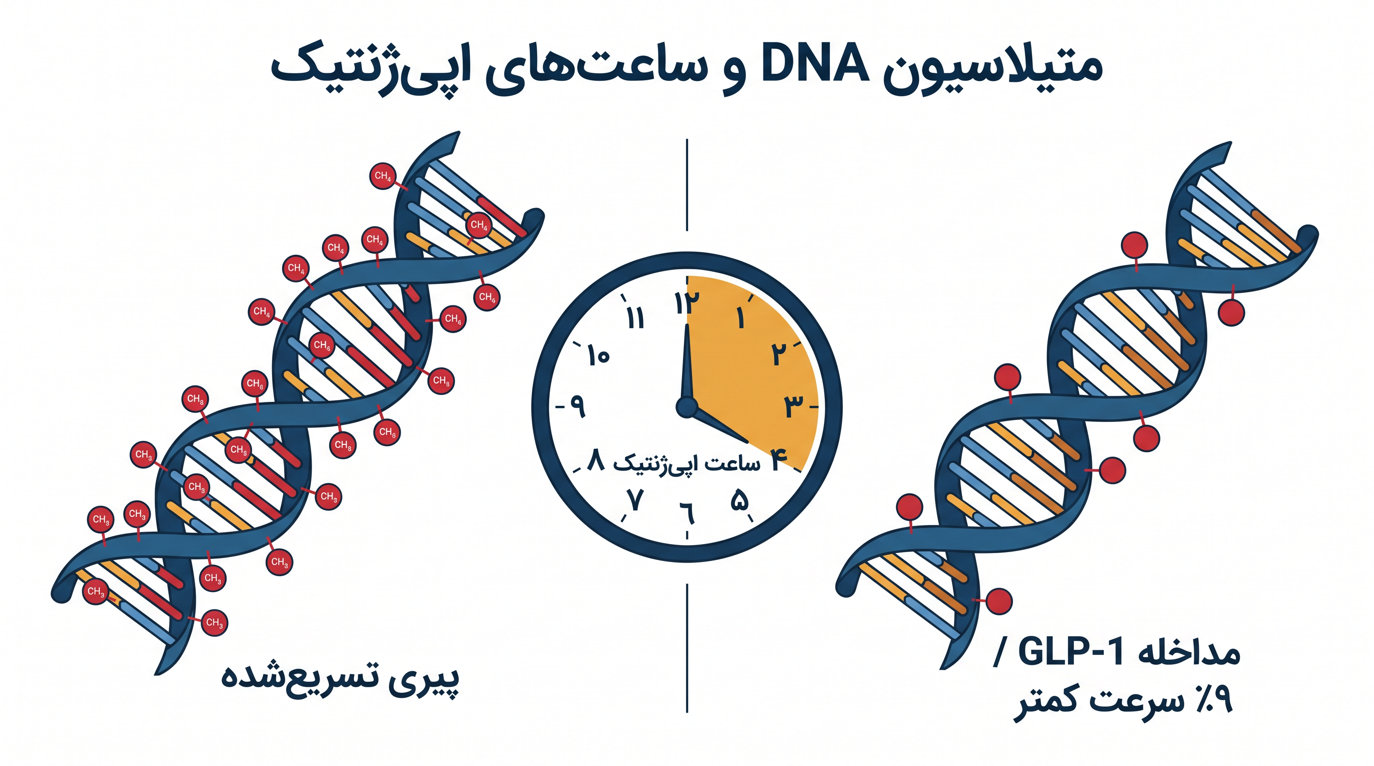 ساعت‌های اپی‌ژنتیک تجمع نشانگرهای شیمیایی روی DNA را برای تخمین سن بیولوژیکی سلول‌ها اندازه‌گیری می‌کنند.