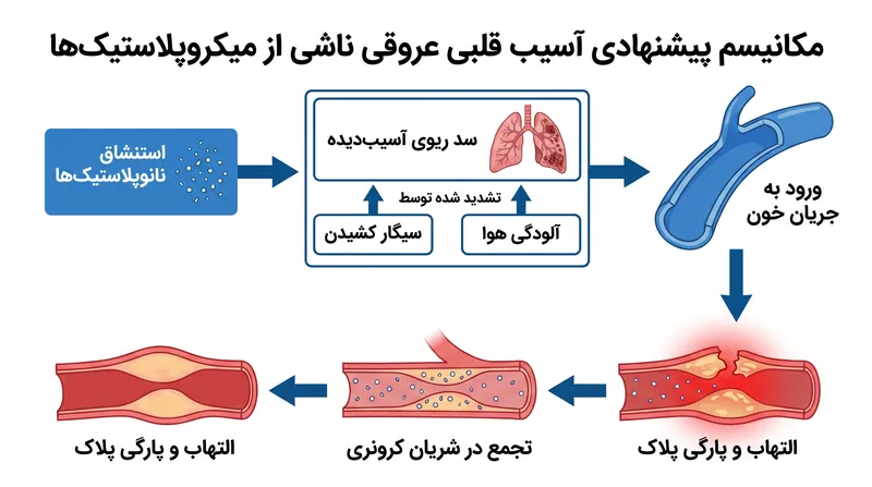 چگونه پلاستیک‌های محیطی ممکن است وارد جریان خون شده و التهاب قلبی عروقی را تحریک کنند.