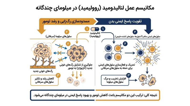 لنالیدومید با تغییر ریزمحیط ایمنی و قطع منبع خون‌رسانی، سلول‌های میلوما را از بین می‌برد.
