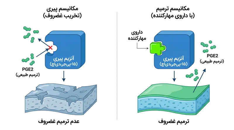 با مسدود کردن آنزیم پیری ۱۵-پیجیدیاچ، درمان جدید به مولکولهای ترمیم طبیعی بدن اجازه میدهد تا غضروف را بازسازی کنند.