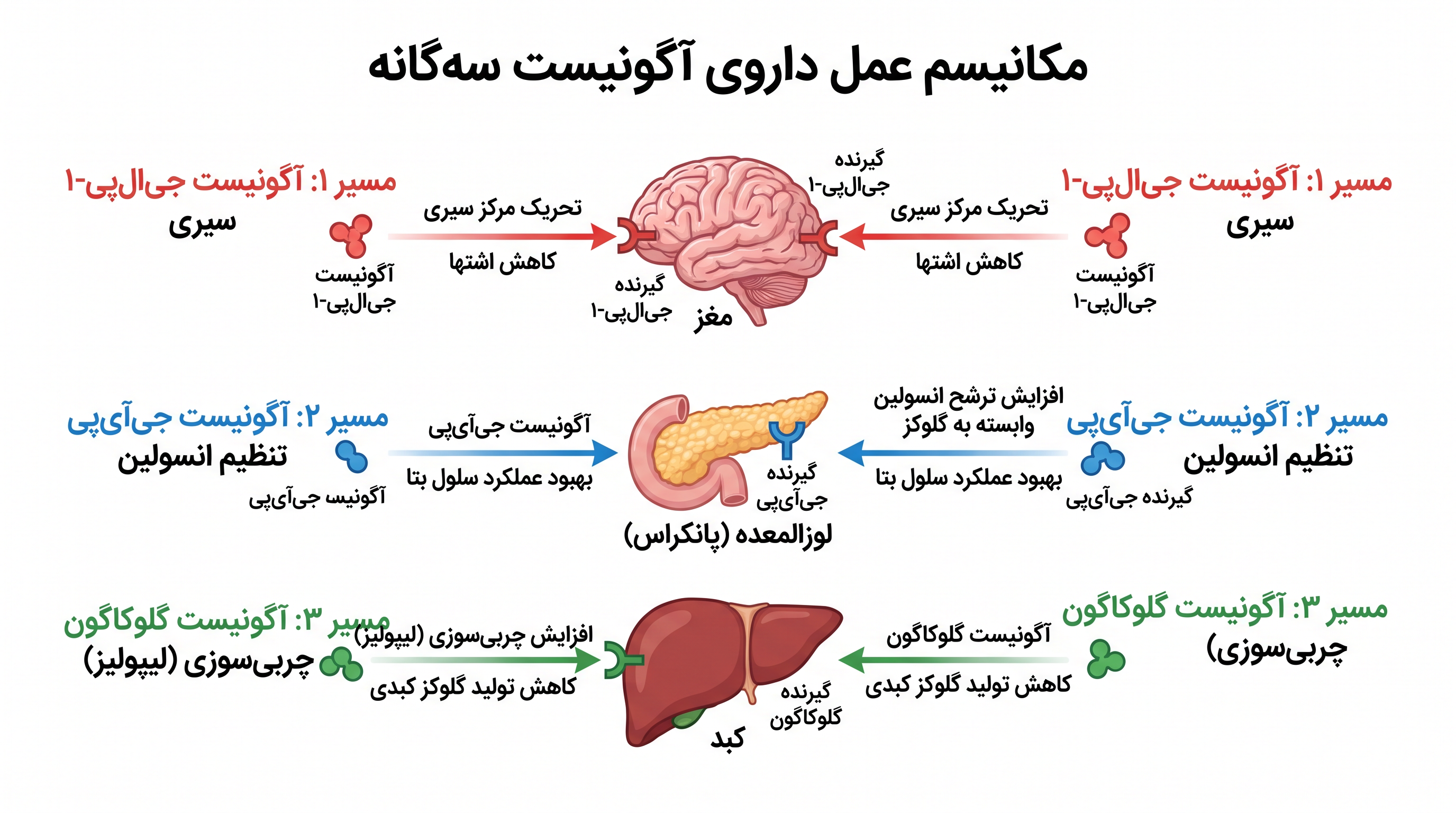 برخلاف داروهای پیشین، رتاتروتاید با افزودن آگونیسم گیرنده گلوکاگون، فعالانه به کبد سیگنال میدهد تا چربیهای ذخیرهشده را بسوزاند.