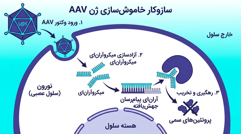 این روش درمانی از یک وکتور ویروسی برای رساندن میکروآر‌ان‌ای استفاده می‌کند که دستورالعمل‌های ژنتیکی پروتئین سمی هانتینگتون را رهگیری و خنثی می‌سازد.