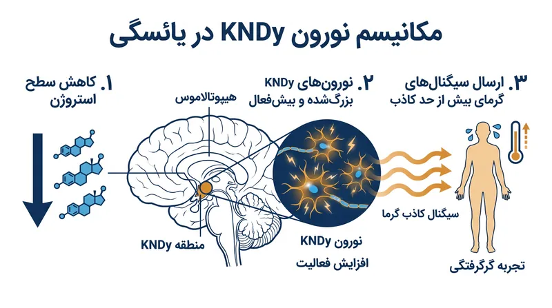 چگونه کاهش سطح استروژن باعث تحریک نورونهای بیشفعال KNDy و ایجاد علائم وازوموتور میشود.