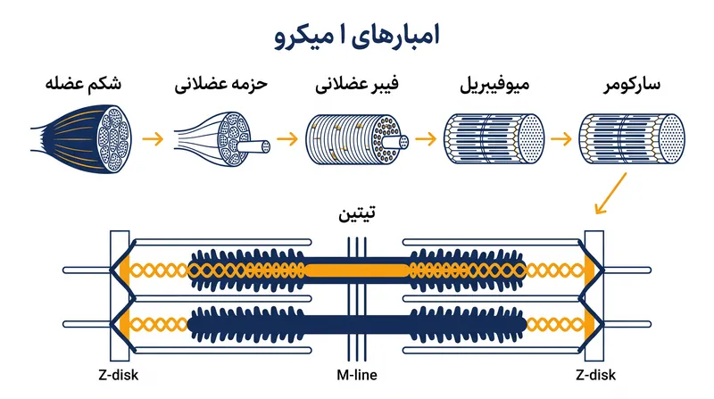 سلسله مراتب ساختاری یک عضله، که محل قرارگیری حسگر مکانیکی تیتین را نشان می‌دهد.
