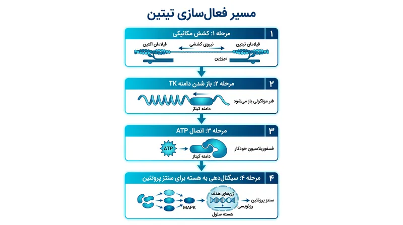 چگونه نیروی مکانیکی به سیگنال شیمیایی برای رشد عضلانی تبدیل می‌شود.