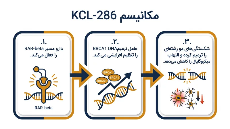 چگونه KCL-286 مسیرهای ترمیم ذاتی مغز را فعال میکند.