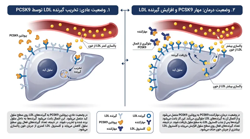 نحوه حفظ توانایی کبد توسط مهارکنندههای PCSK9 برای پاکسازی کلسترول LDL.