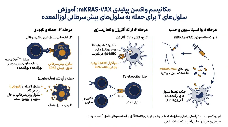 چگونه واکسن mKRAS-VAX سیستم ایمنی را برای مقابله با سلولهای پیشسرطانی آماده میکند.