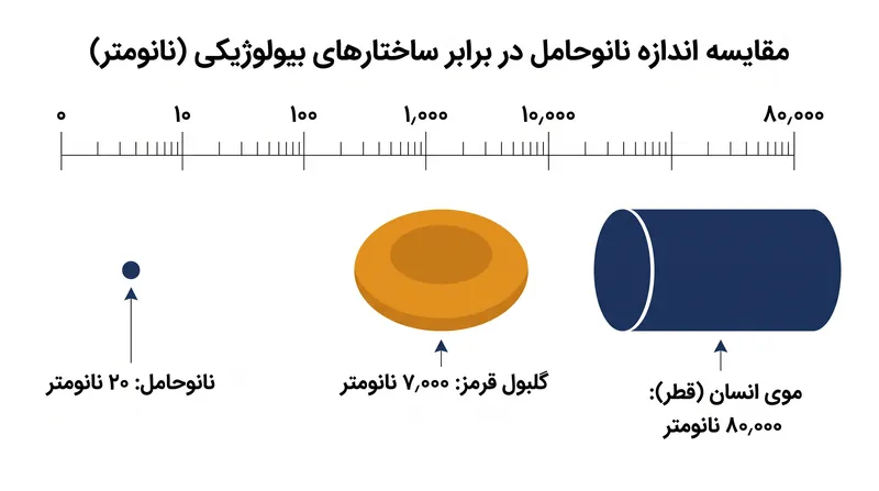 حاملهای جدید، تنها با ۲۰ نانومتر، کسری از اندازه یک سلول انسانی هستند.