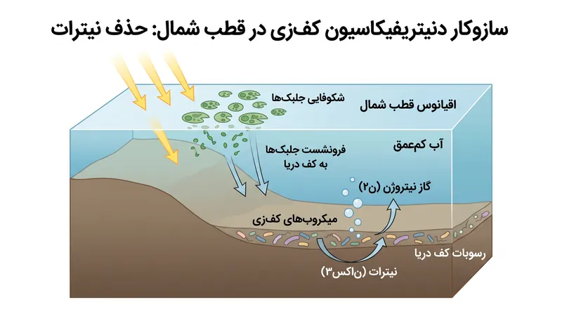 چگونه ذوب شدن یخ دریا حذف دائمی نیترات را از اکوسیستم دریایی تسریع میکند.