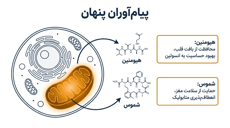 ریزپروتئین‌های میتوکندریایی به عنوان سیگنال‌های سلولی عمل می‌کنند که پیری و انعطاف‌پذیری را تنظیم می‌کنند.