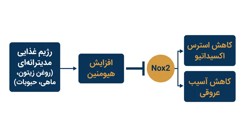 هیومنین با سرکوب آنزیم Nox2 که استرس اکسیداتیو مضر تولید می‌کند، از سیستم قلبی عروقی محافظت می‌نماید.