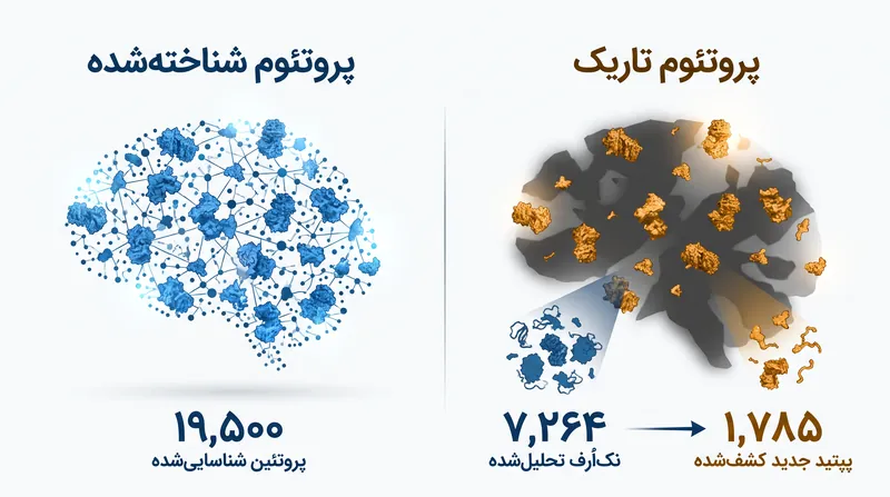 کشف ۱,۷۸۵ پپتید جدید نشان‌دهنده گسترش عظیمی در پروتئوم شناخته‌شده انسانی است.