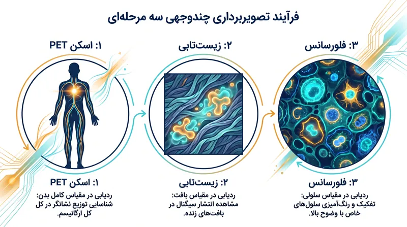 با ترکیب سه فناوری تصویربرداری مجزا، پژوهشگران میتوانند سلولهای سرطانی را به طور همزمان در مقیاسهای مختلف ردیابی کنند.