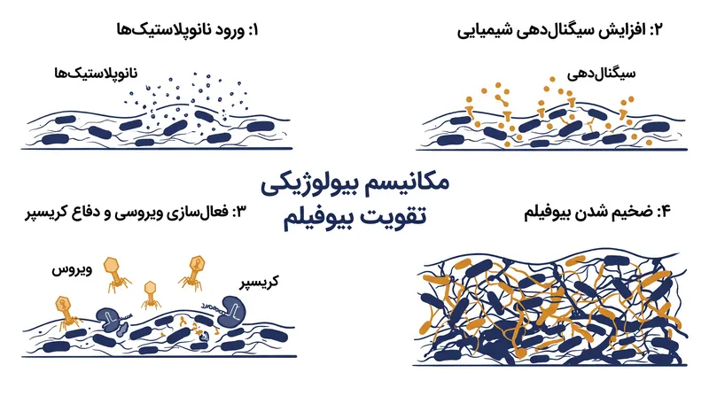 چگونه نانوپلاستیکها یک آبشار دفاعی را فعال میکنند که بیوفیلمهای باکتریایی را ضخیم میکند.