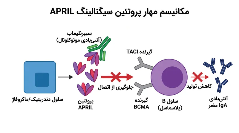 با خنثیسازی پروتئین سیگنالینگ APRIL، سیبرنلیماب تولید آنتیبادیهای IgA مضر را در منبع آنها متوقف میکند.