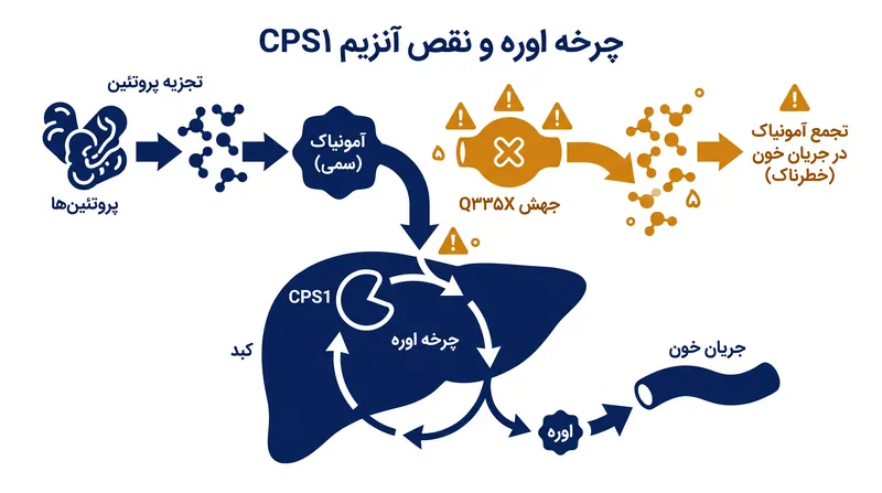 جهش Q335X مانع از تولید آنزیم CPS1 توسط کبد شده و باعث تجمع آمونیاک سمی در جریان خون میگردد.