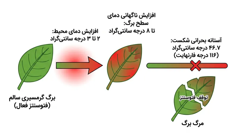 از آنجا که برگها سریعتر از هوای اطراف گرم میشوند، افزایشهای جزئی در دمای محیط میتواند دمای شاخ و برگ را از آستانه تحمل حرارتیشان فراتر ببرد.